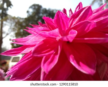 close snap of flower