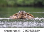 A close up of a snapping turtle emerging from a pond and looking towards the camera shot from a low angle on the water 