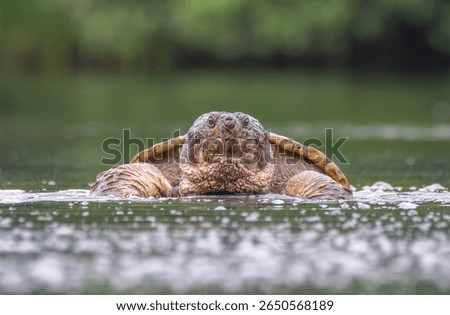 A close up of a snapping turtle emerging from a pond and looking towards the camera shot from a low angle on the water 