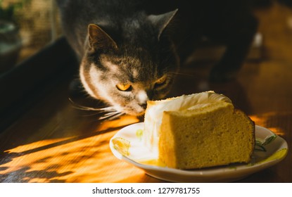 close up of a sneaky cat trying to eat a chiffon cake 