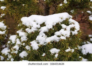 Close up Snow covered on green Pine tree - Powered by Shutterstock