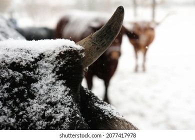 Close Up Of Snow On Cow Head And Horn During Winter On Cattle Farm.