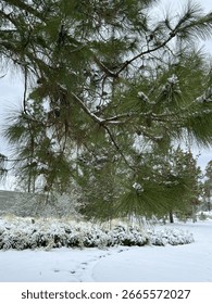 Close up of snow on a pine tree 