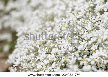 Close up of snow in summer (cerastium tomentosum) flowers in bloom