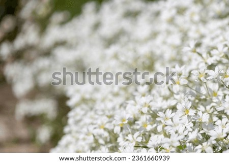 Close up of snow in summer (cerastium tomentosum) flowers in bloom