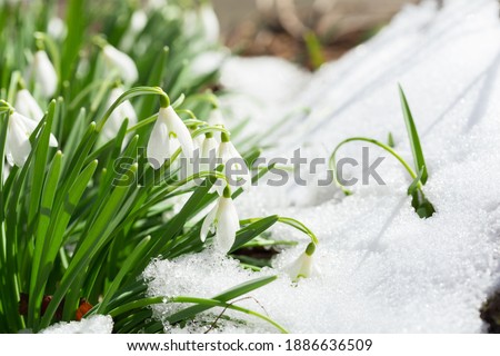 Close up of snowdrop flowers blooming in snow covering. First spring flowers
