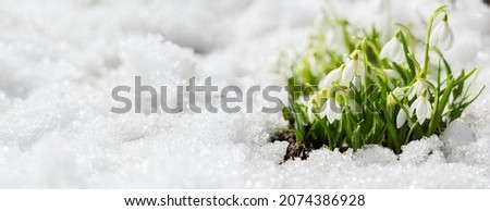 Close up of snowdrop flowers blooming in snow covering. First spring flowers