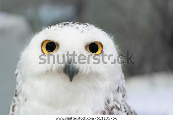 Close Snowy Owl Eye Stock Photo Edit Now 611105756