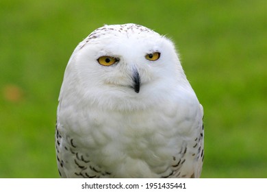 Close Up Of Snowy Owl Face Against Green Background 