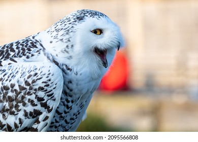 Close Up Of Snowy Owl With Mouth Open Laughing