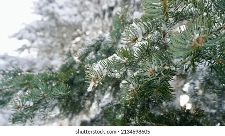 Close Up Of Snowy Pine Tree Branch