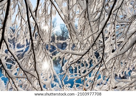 Close up of snowy trees along the potomac river in the united states. Beautiful scenery for a winter hike under blue skies. Also a beautiful nature background. 