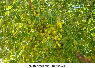 1,125 Soapberry Tree Images, Stock Photos & Vectors | Shutterstock