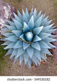 Close Up of Soft Blue Grey Agave Succulent Star Shape in Marfa West Texas