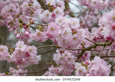 Close Up Of Soft Pink Prunus Accolade Flowers In Spring