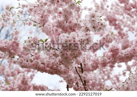 Close up of soft pink Prunus Accolade flowers