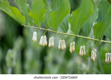 Close Up Of Solomons Seal (polygonatum) Flowers In Bloom