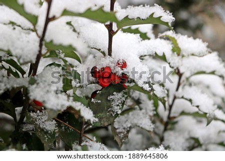 A close up of some bright red holly berries surrounded by snow covered leaves