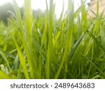 a close up of some green grass with a blurry background. Green grass background texture. fresh spring green grass. a close up of a green plant in a field