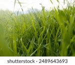 a close up of some green grass with a blurry background. Green grass background texture. fresh spring green grass. a close up of a green plant in a field