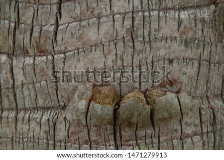 Similar – Image, Stock Photo Some palm tree fiber stacks in a hat workshop