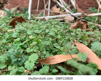 Close up of some plants