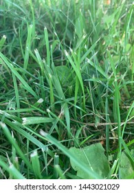 Close up of some regular green grass.