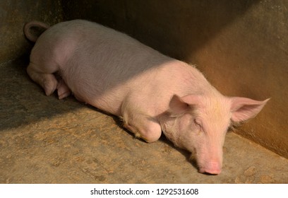 Close Up Of Some White Color Domesticated Piggy, Piglet ( Sus Scrofa Domesticus ), Large White Yorkshire Pigs Sleeping In A Piggery, Selective Focusing