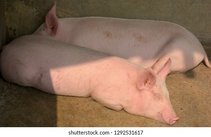 Close Up Of Some White Color Domesticated Piggy, Piglet ( Sus Scrofa Domesticus ), Large White Yorkshire Pigs Sleeping In A Piggery, Selective Focusing