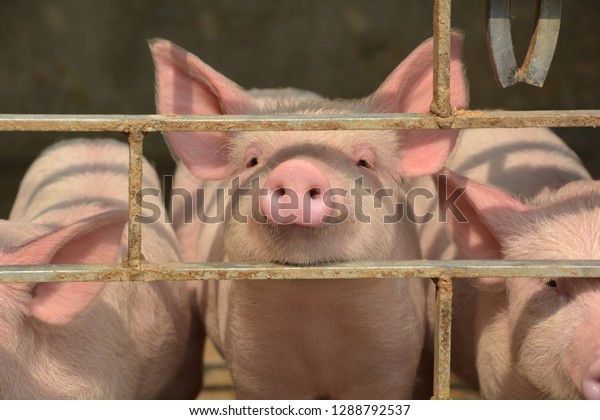 Close up of some white color domesticated
piggy, piglet ( sus scrofa domesticus ), Large White Yorkshire pig
in a piggery showing their nose through iron grills, selective
focusing and blur
background