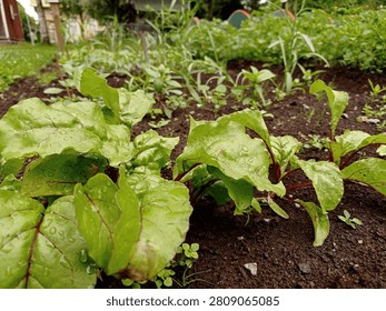 Close up of some young beetroot plants in a vegetable garden after the rain in July.