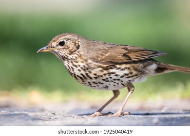 Close Up Song Thrush Portrait. Wild Passerine Bird Turdus Philomelos With Brown Wings And Spotted Cream Plumage With Blurred Green Background.