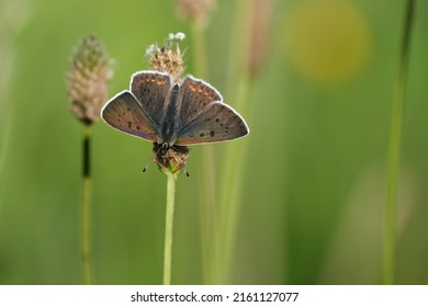 Close Up Of A Sooty Copper Butterfly Resting On A Plant In The Sunshine, Sparkly Gradient Wings