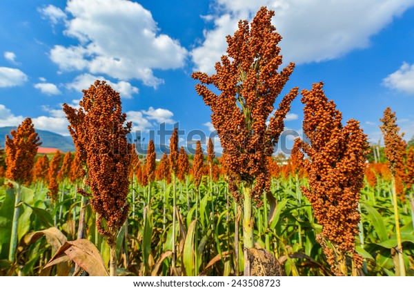 Close Sorghum On Blue Sky Stock Photo 243508723 | Shutterstock