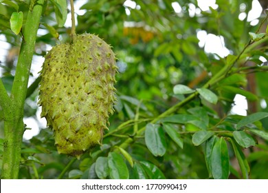 Soursop Tree Images Stock Photos Vectors Shutterstock