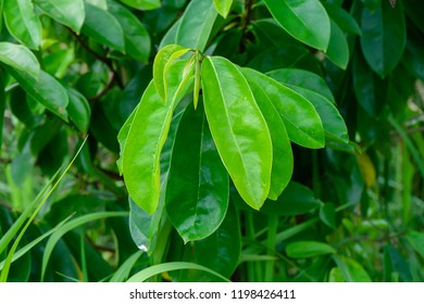 Close up Soursop leaves on tree. (Annona muricata) - Shutterstock ID 1198426411