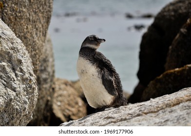 Close Up Of A  South African Baby Penguin Standing In A Rock At The Beach. 