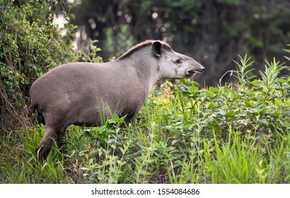 Close Up Of A South American Tapir Walking In Grass, Pantanal, Brazil