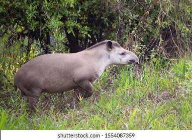 Close Up Of A South American Tapir Walking In Grass, Pantanal, Brazil