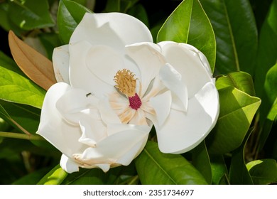 Close up of a southern magnolia (magnolia grandiflora) flower in bloom - Shutterstock ID 2351734697
