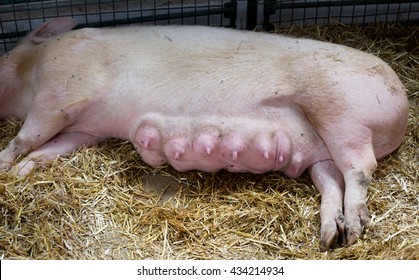 Piggy with tits