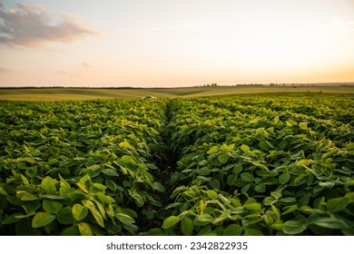 Close up soy bean leaves on a soybean farm plantation. Growing of soy plant on a field. Concept of ecology, monoculture, conservation, deforestation, agriculture. - Shutterstock ID 2342822935
