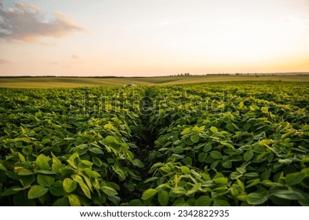 Close up soy bean leaves on a soybean farm plantation. Growing of soy plant on a field. Concept of ecology, monoculture, conservation, deforestation, agriculture.
