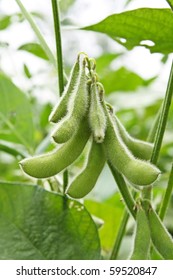 Close Up Of The Soy Bean Plant In The Field