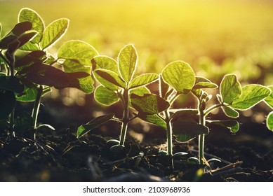 Close Up Of Soybean Plant In Cultivated Agricultural Field, Agriculture And Crop Protection