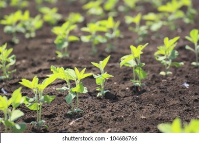 Close Up  Soybean Plant  In Summer (Japan)