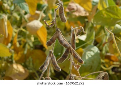 Close up of soybean pods near harvest point - Shutterstock ID 1669521292