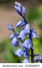 Close up of Spanish bluebell (hyacinthoides hispanica) flowers in bloom
