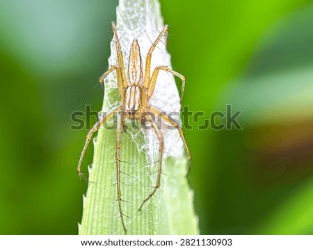 Close up of spawning spider, lynx spider (Oxyopidae)