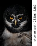 A close up of a Spectacled owl